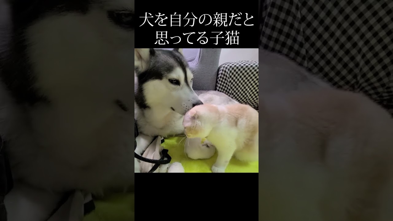 ハスキー犬を自分の親だと思ってる子猫...#shorts