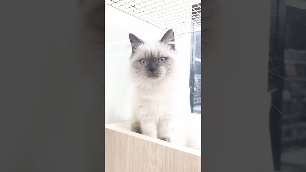【ヒマラヤン】#shorts  #ヒマラヤン　#子猫  ヒマラヤンの子猫ちゃん♪