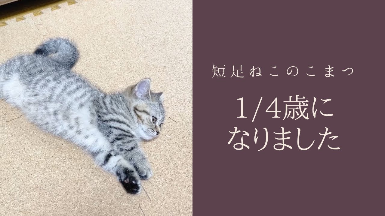 生後3ヶ月ちょうどになった短足子猫がただ毛繕いをしているだけの動画です #Shorts