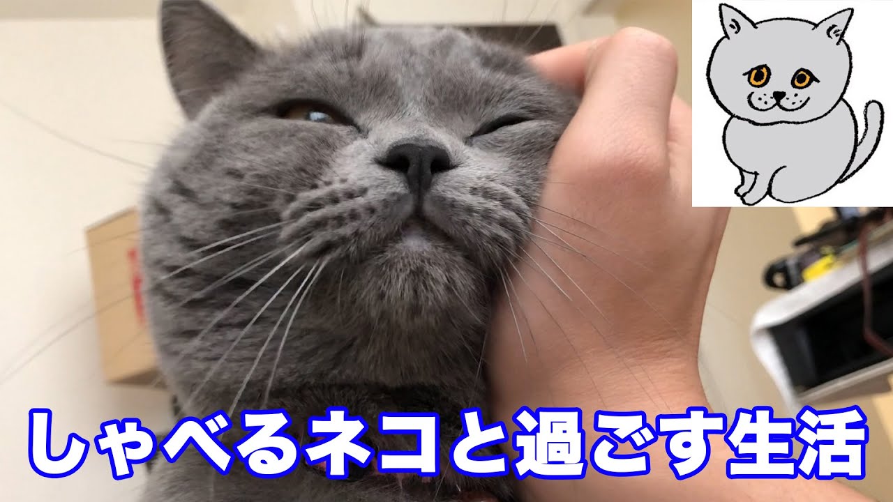 【猫】しゃべるネコと過ごす日常【ブリティッシュショートヘア】