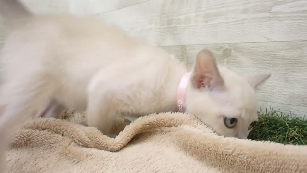 00577356 トンキニーズ