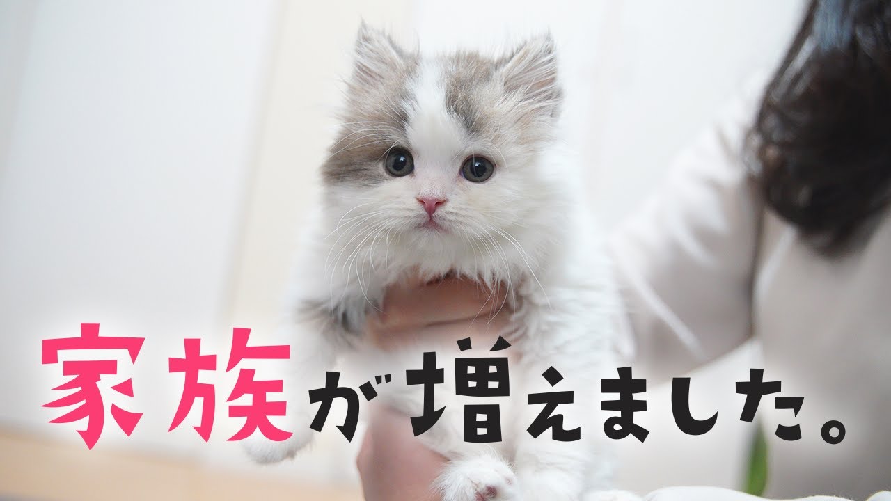 【ご報告】あたらしい子猫をお迎えしました！（スコティッシュフォールド）