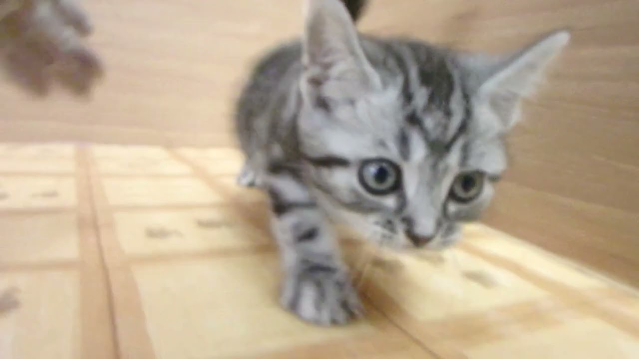 Coo&RIKU　No00609571 アメリカンショートヘアー