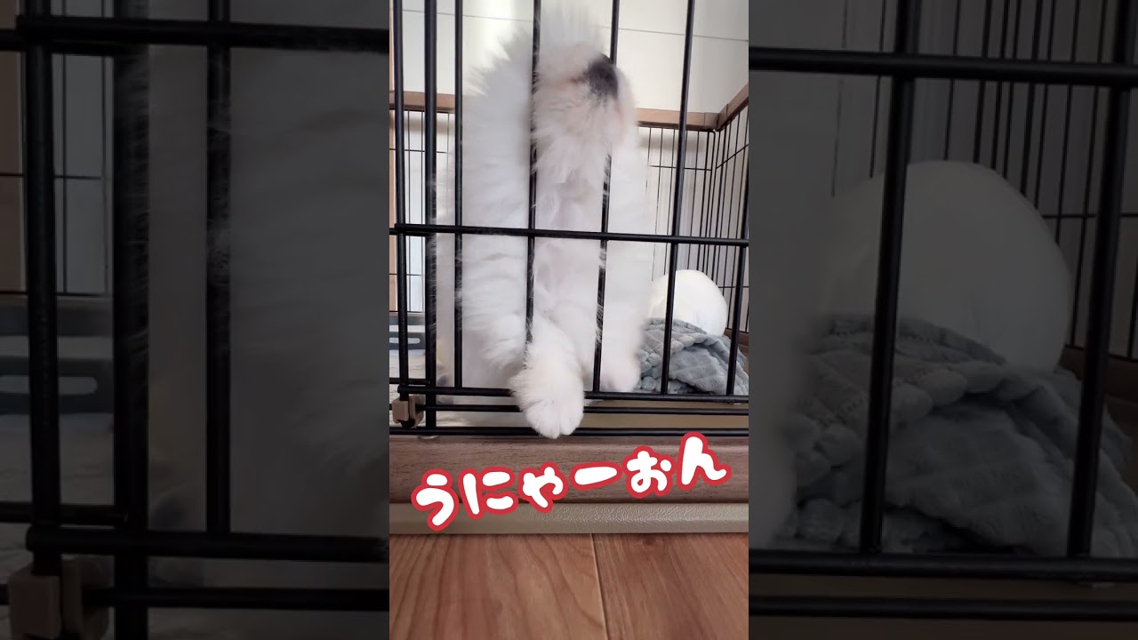 うっかり「にゃおーん」と鳴いてしまうポメラニアンの赤ちゃん