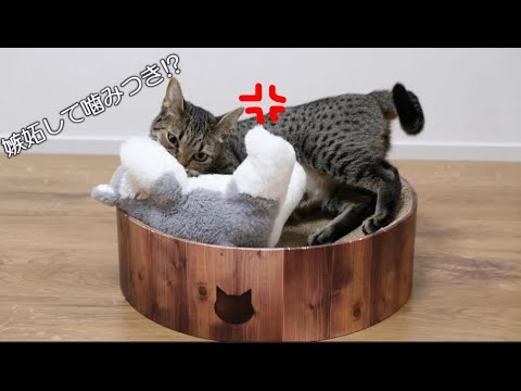 【2匹自己紹介】嫉妬して噛み噛みする猫が可愛すぎた【エジプシャンマウ】【保護猫】