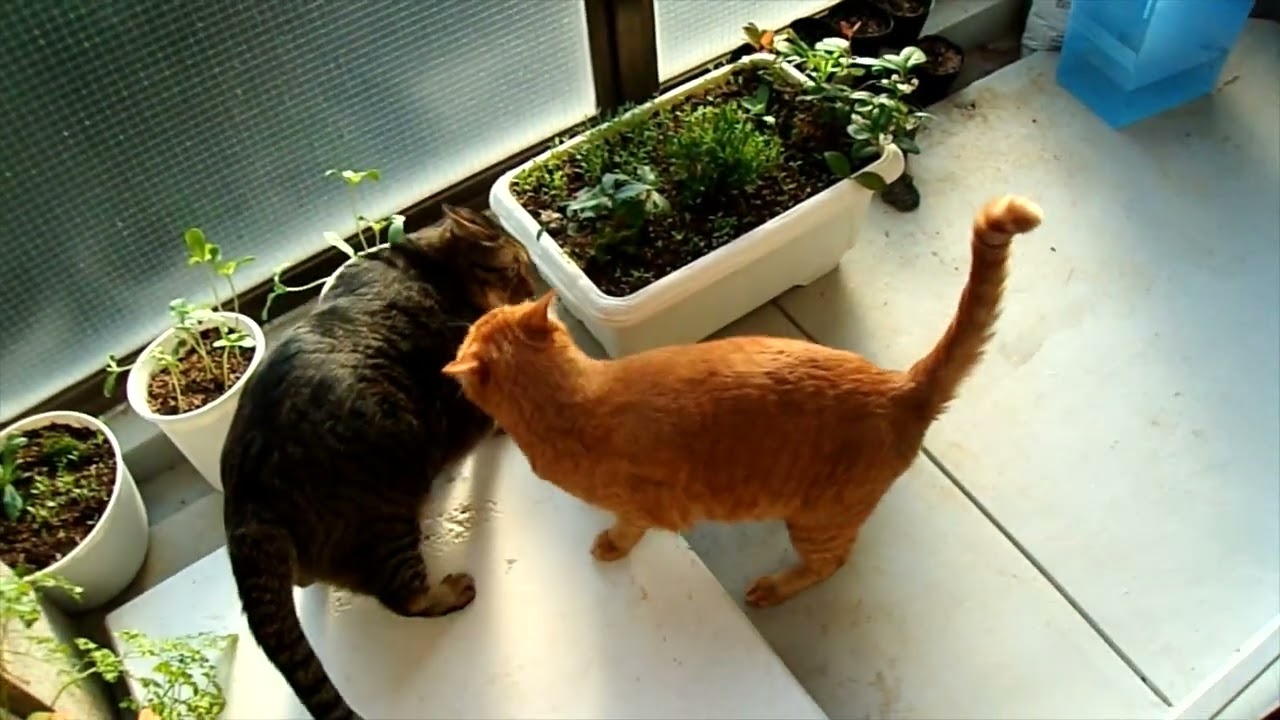 【喧嘩】ギンジに嚙みつかれて絶叫するにゃらん★【日本猫のにゃらんとギンジ】