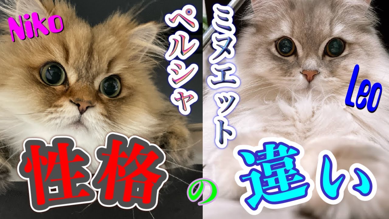 【猫種の違い】ペルシャとミヌエットは相性悪いのか？