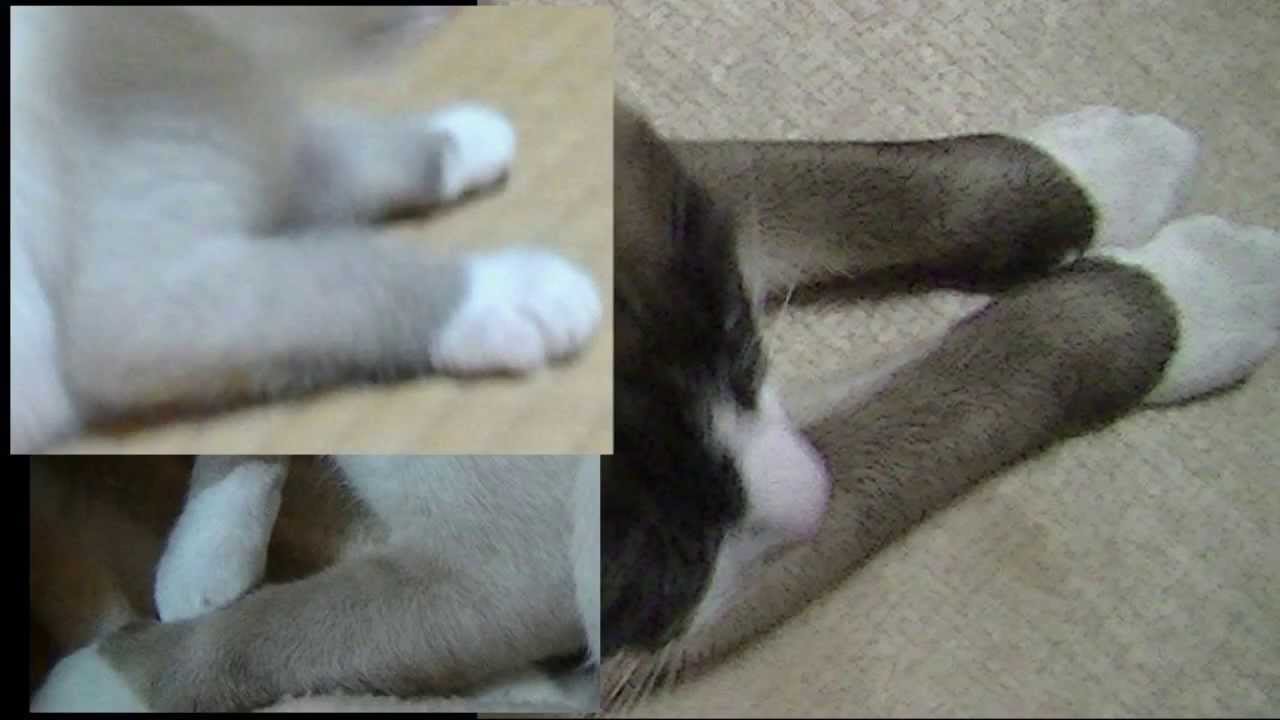スノーシュー猫　毛色の変化　Change of Snowshoe cat hair color