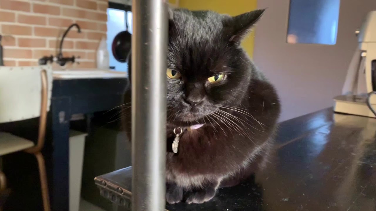 カメラを避ける猫ベニス☆黒猫ボンベイ