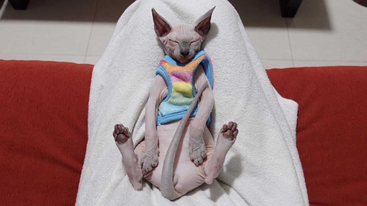 完全に無防備な生後2ヶ月の子猫【スフィンクス猫】