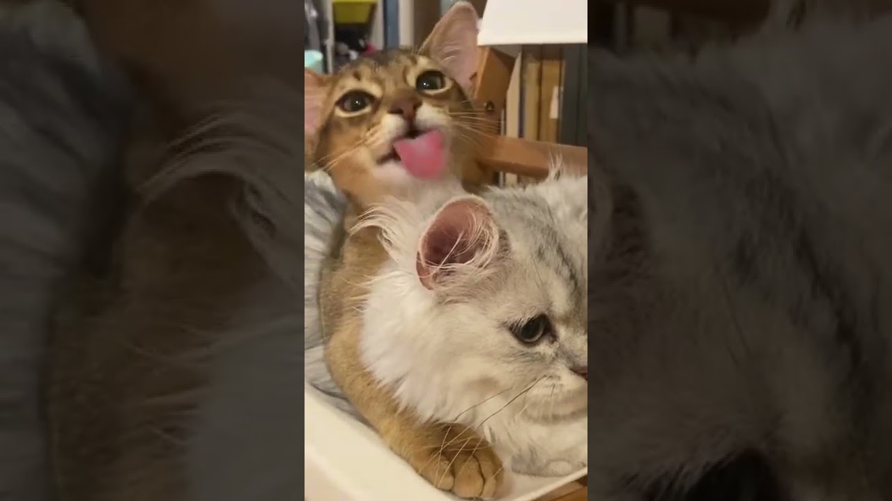 【アビシニアン】×【ペルシャ】#shorts