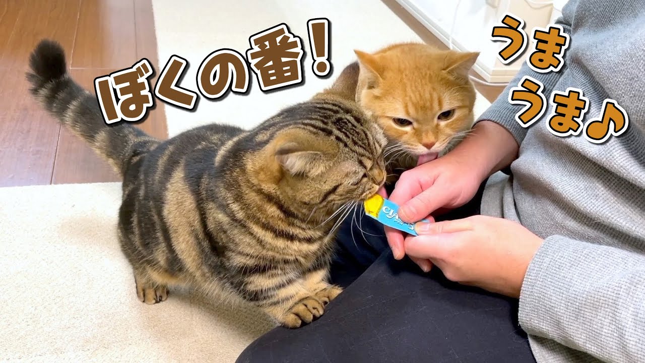 １本のちゅ〜るを仲良く分け合う兄弟猫が優しすぎる…！