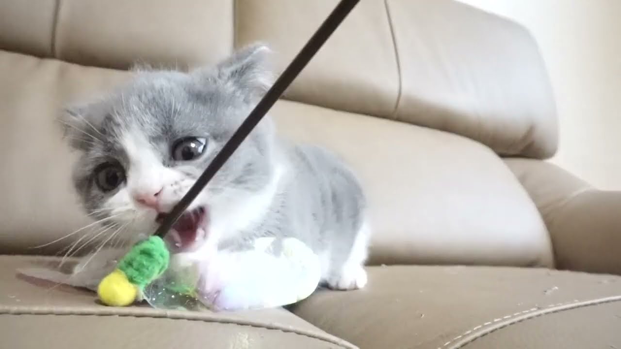 セルカークレックス子猫　2022.9.30産まれ 　ブルー＆ホワイト　　女の子　シーダキャット猫のお店　Selkirk Rex