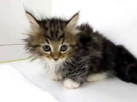 マンチカンBRT♂5 15