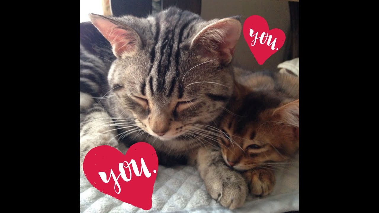 【仲良しな猫】大好きなソマリをとにかくお世話したいアメショ #shorts