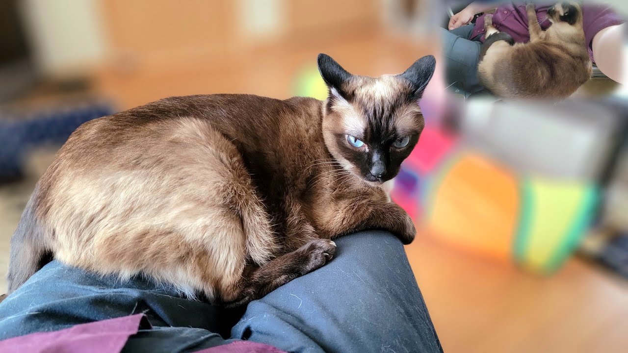 離れようとすると大激怒するシャム猫のブチギレ方が可愛い🤗