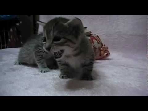 エジプシャンマウの双子ちゃん