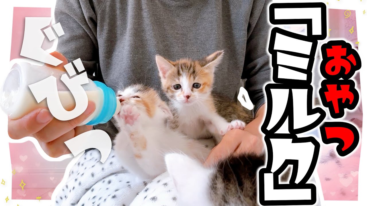 【子猫】離乳食ミルク後のおやつミルクなのに・・・【保護猫生活29日目】