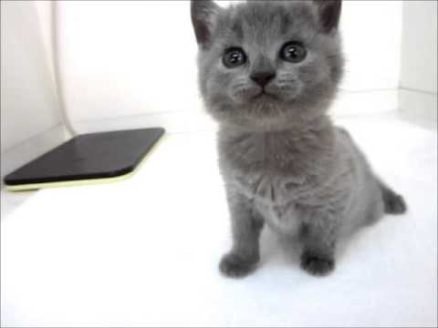 シャルトリュー♂BLUE11.1