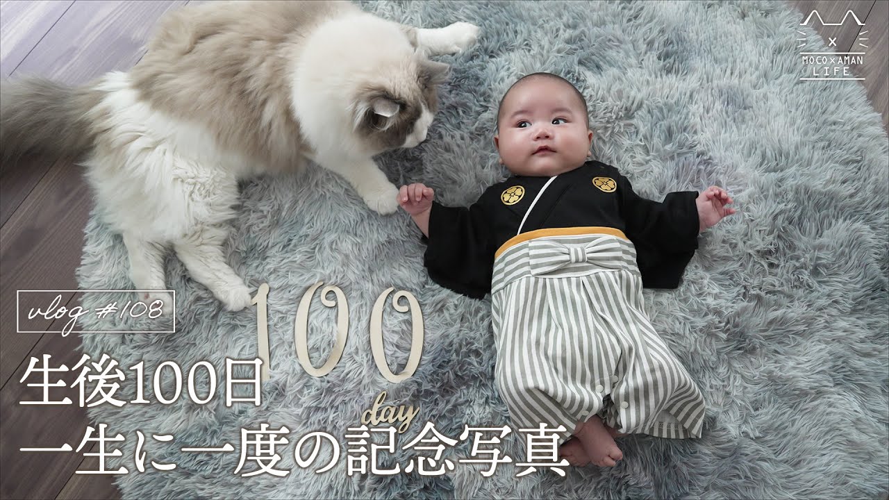 【生後100日】猫兄ちゃんと記念写真｜お食い初め｜ラグドール猫 #108