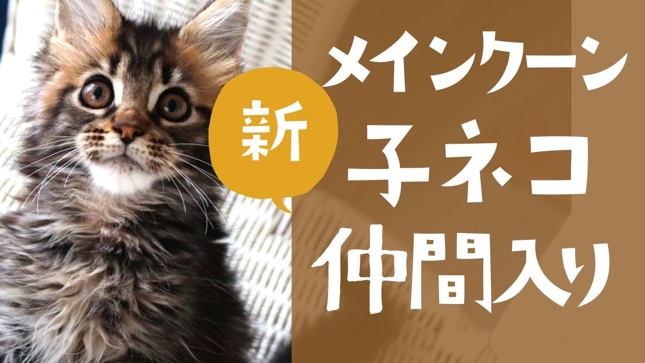 新入り子猫 メインクーンの「かりんとう」お披露目動画