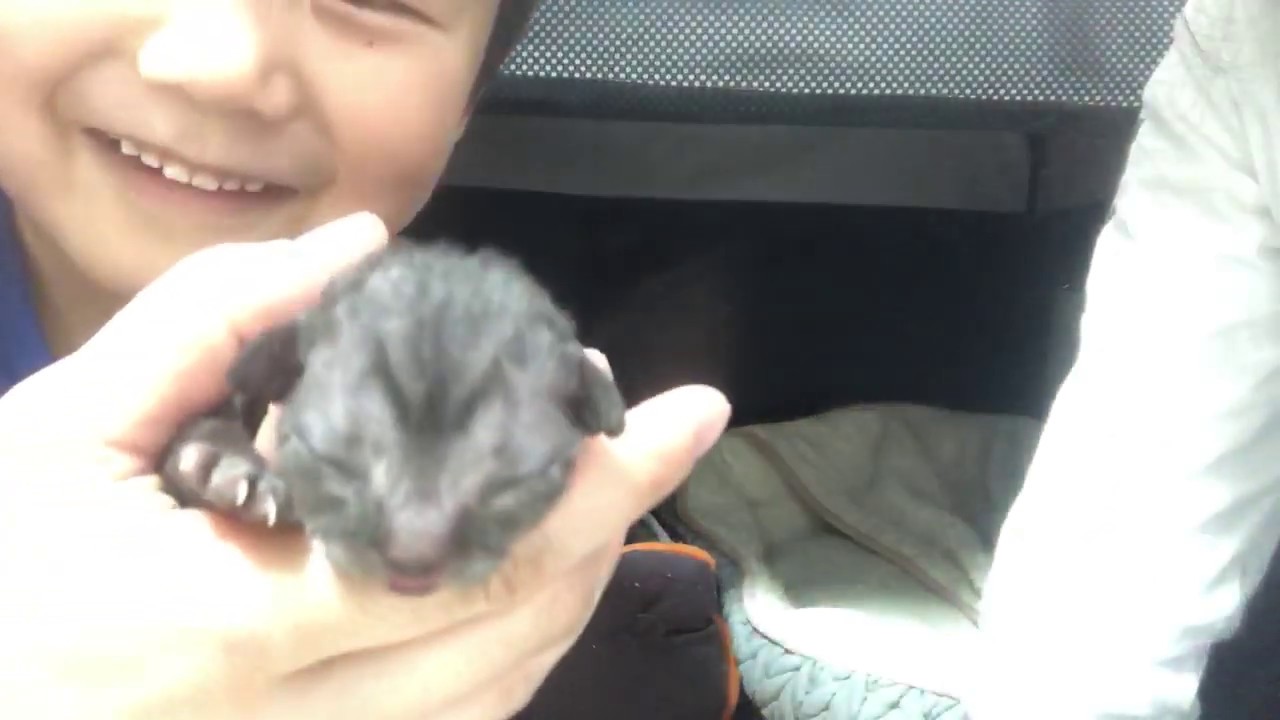 【生後4日目】デボンレックスの赤ちゃん