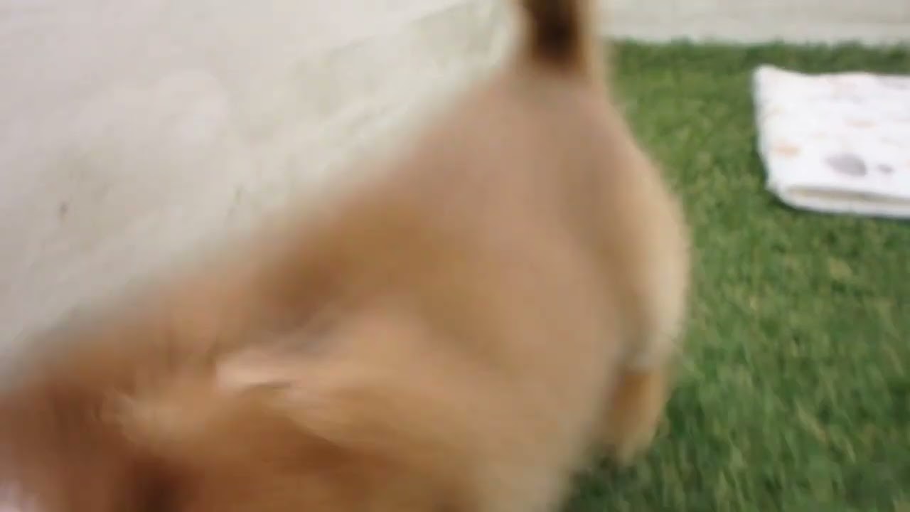 00601987 アビシニアン