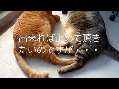 【春のモーニングルーティーン】止めて頂きたい事。【日本猫の3ニャン】