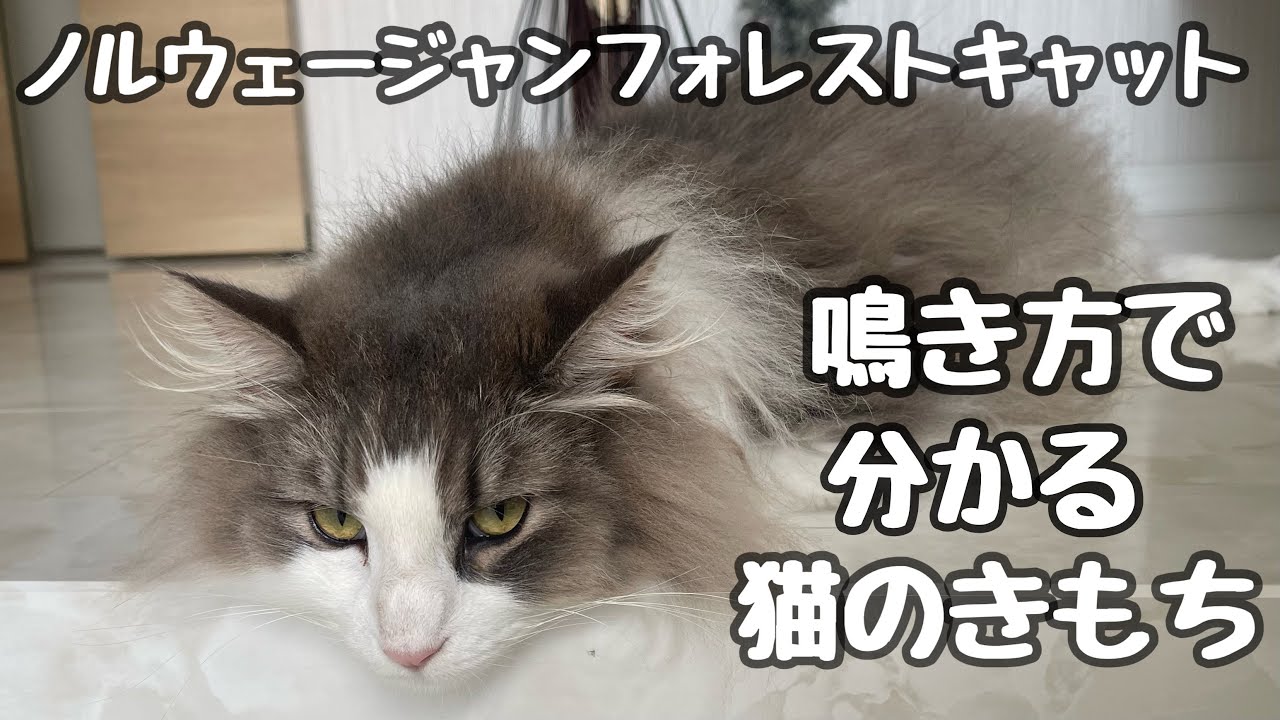 【ノルウェージャンフォレストキャット鳴き声】爆音を出したりかわいい鳴き方でママに要求をしてきます♡