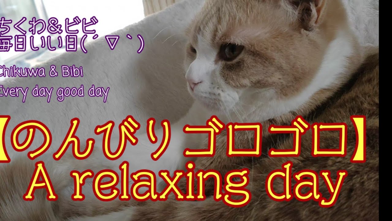 今日のにゃんこ達💓 #9【スコティッシュフォールド】【ブリティッシュショートヘア】