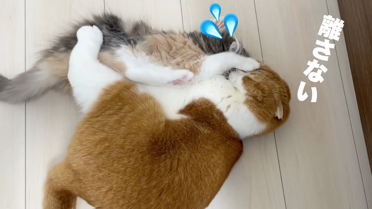 暴れる子猫を強くハグする猫【アメリカンカール/スコティッシュフォールド】