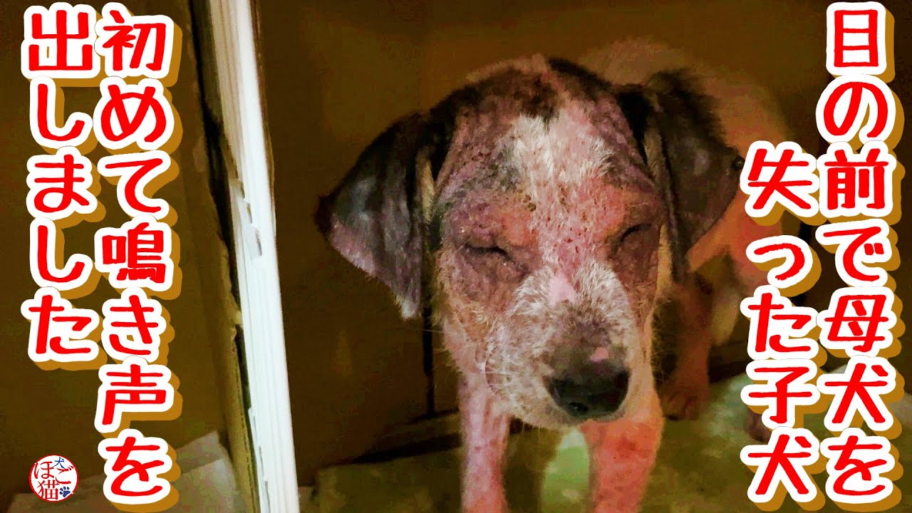 【子犬　保護犬　子猫】お名前決定！　目の前で母犬を失った子犬　初めて鳴きました　※ダニ閲覧注意