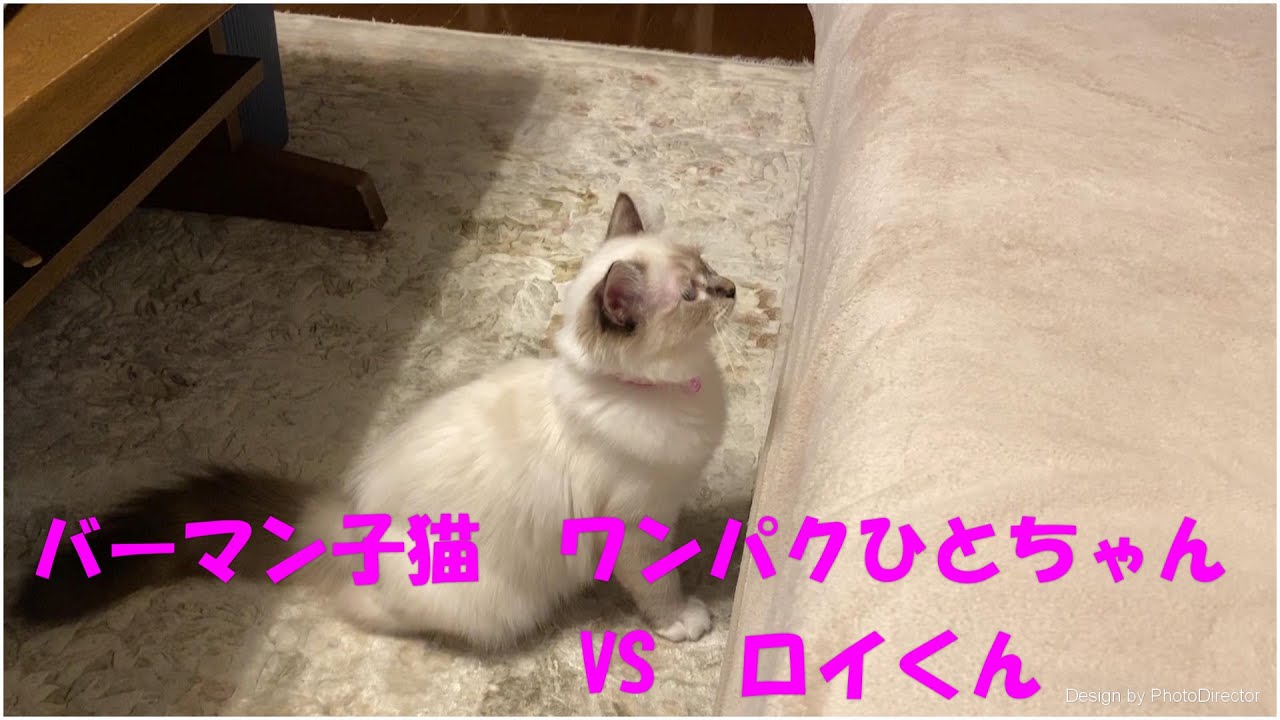 バーマン子猫　ワンパクひとちゃんVSロイくん
