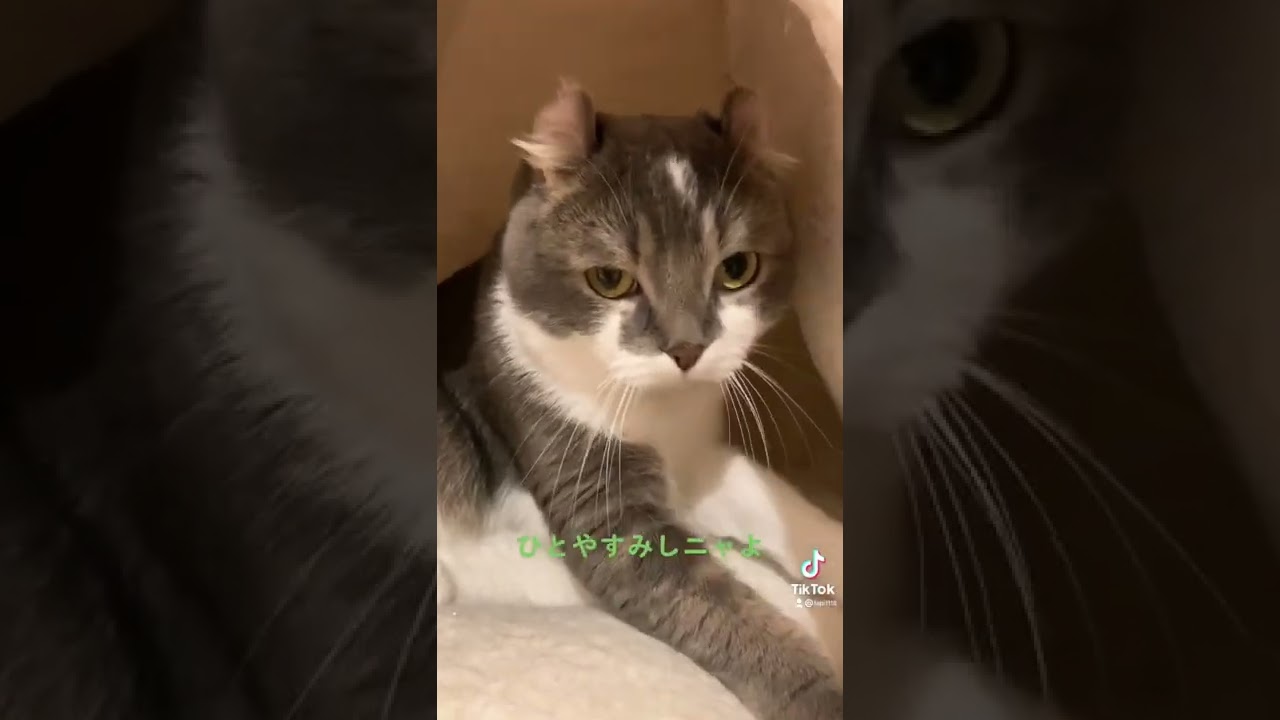 こんなマッサージ屋さんなら毎日通う【アメリカンカール・たぴ】