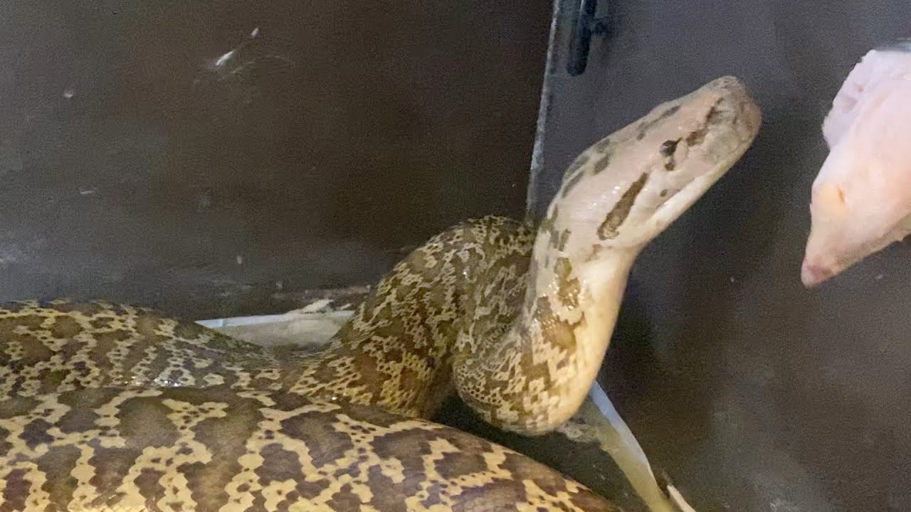 大蛇の餌やり[バーミーズパイソン]