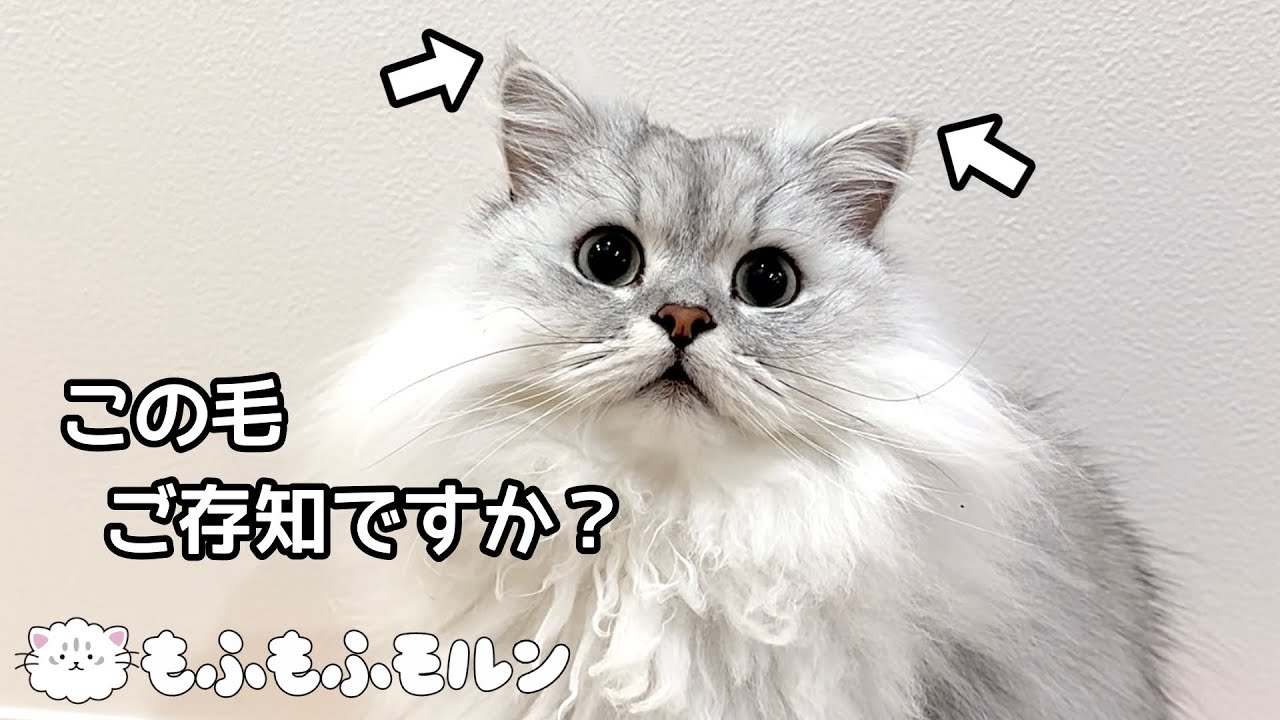 猫のこの毛の名前を知っていますか？ 【サイベリアン】