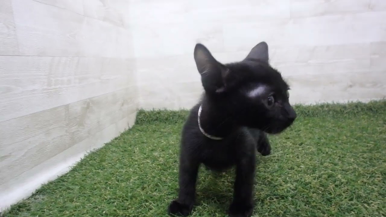 Coo&RIKU　No00588540 ボンベイ