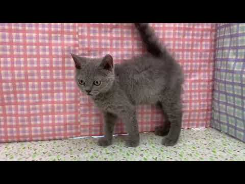 Coo&RIKU　No481667 セルカークレックス