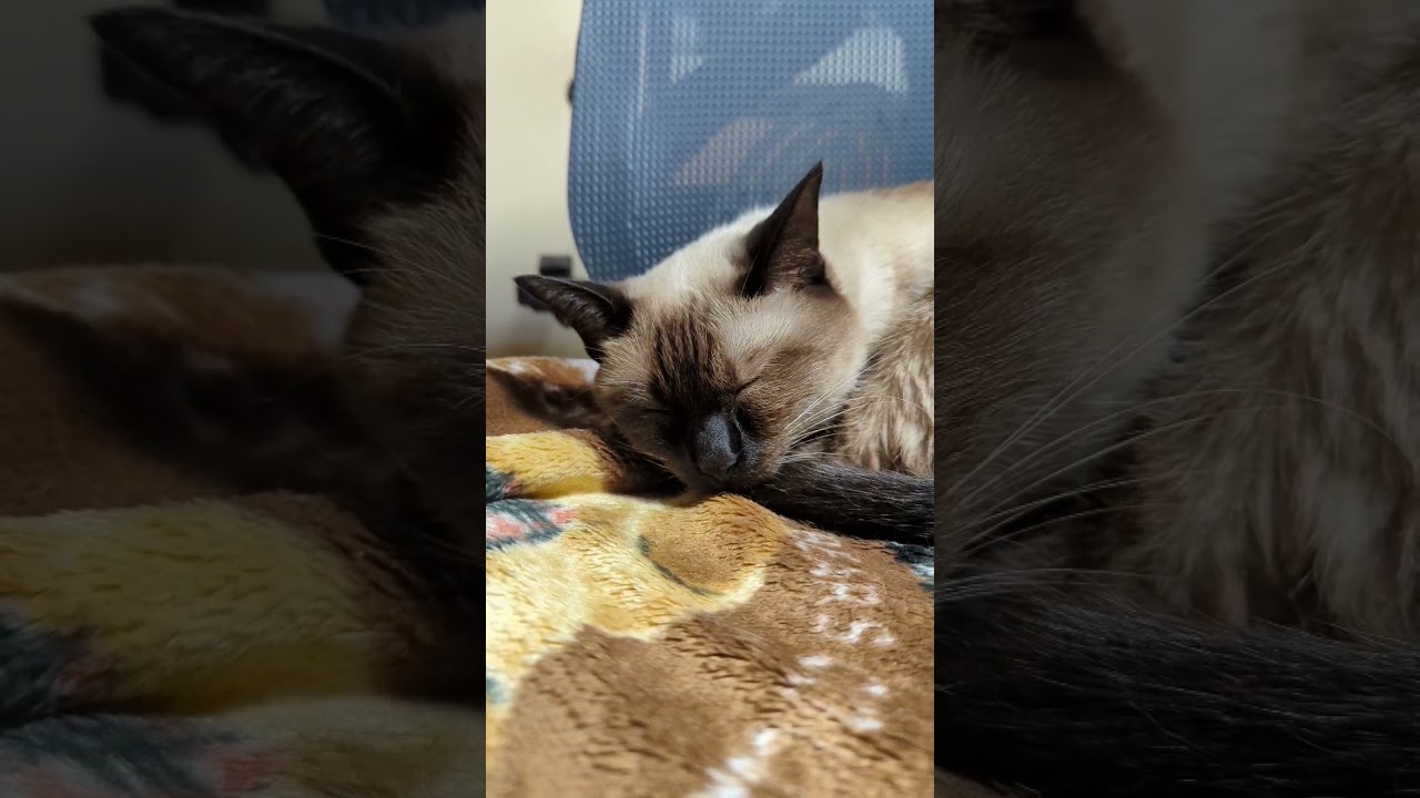 すやすやシャム猫🐈 - Cats sleeping🐈 - #Shorts