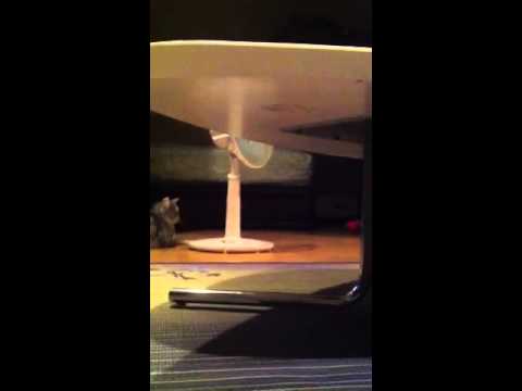 エジプシャンマウとじゃれっこモーラー