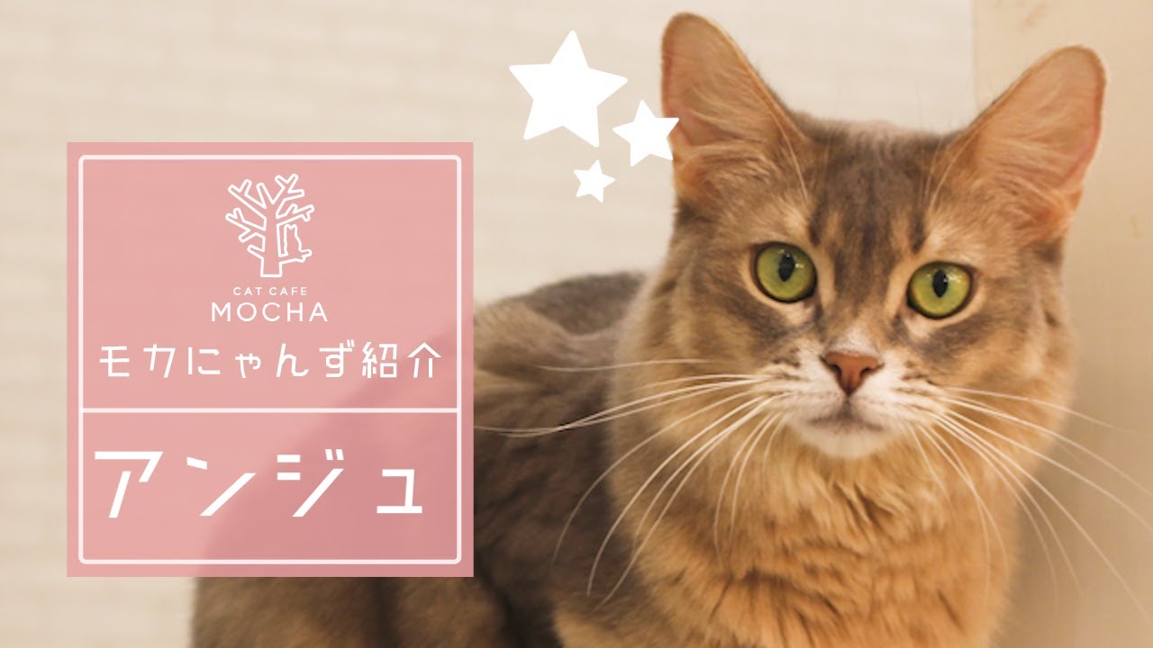 アンジュ（ソマリ♀）イオンモール神戸北店