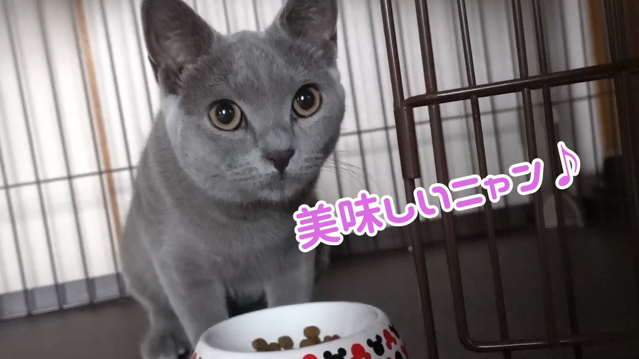 避妊手術から１ヶ月半、変化があったシャルトリューの子猫です           【シャルトリュー】