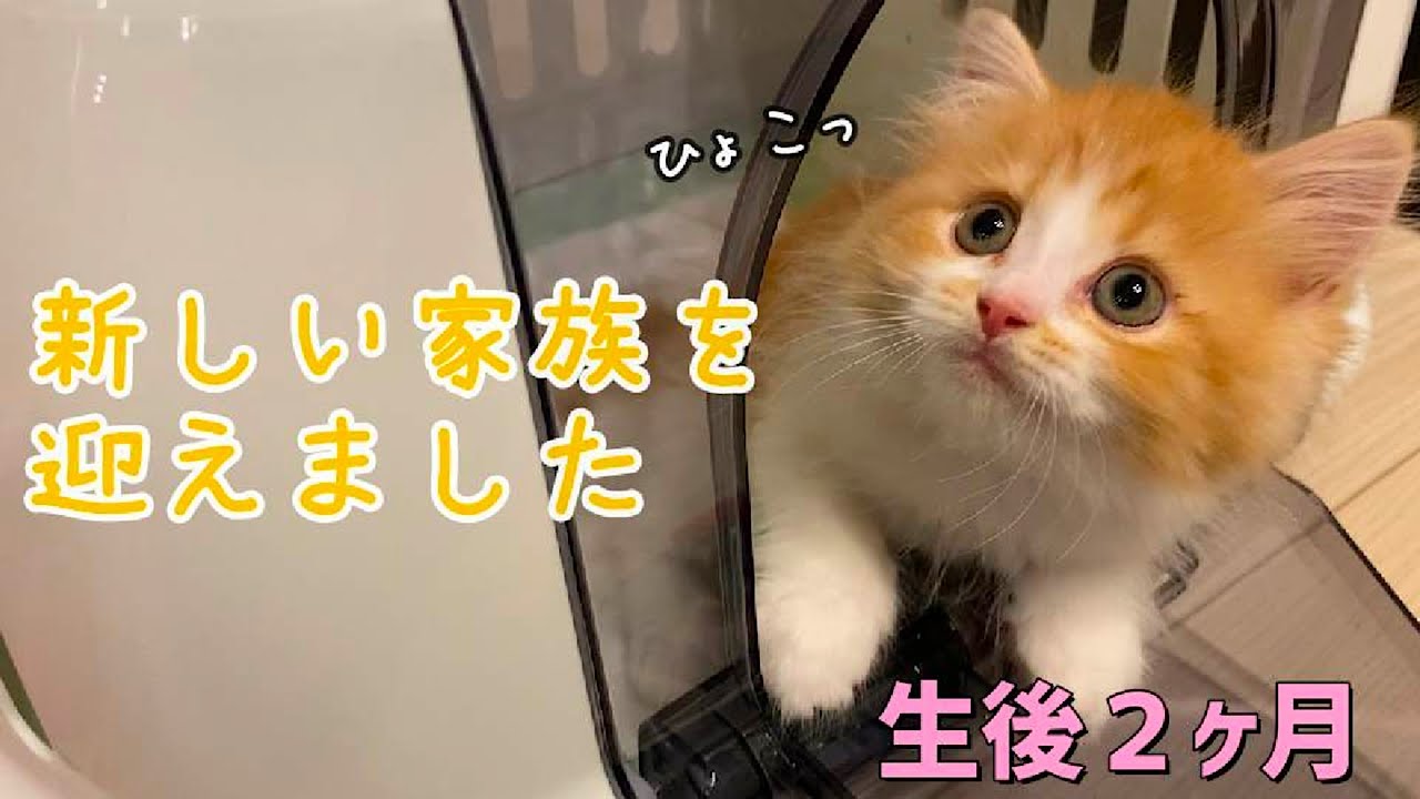 生後２ヶ月のマンチカンの子猫がお家にやってきた！