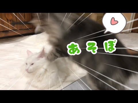 【あそぼ♡】先輩ターキッシュアンゴラに飛びかかる後輩ノルウェージャンw