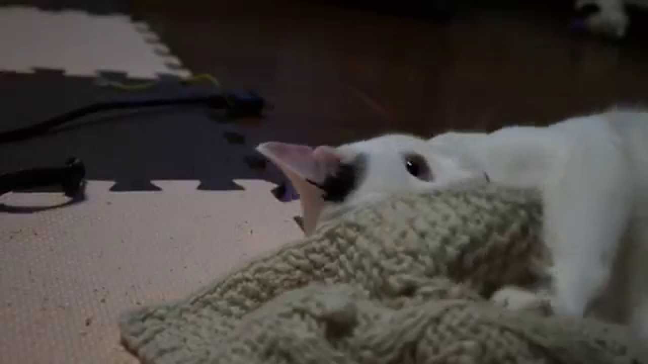 毛糸であそぶ子猫【一人遊び】