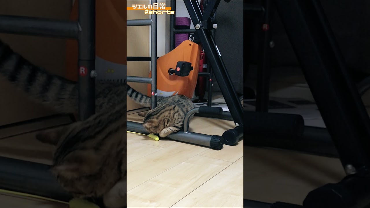 何をしているのかはよくわかりませんw　/キンカロー　マンチカン×アメリカンカール　#Shorts