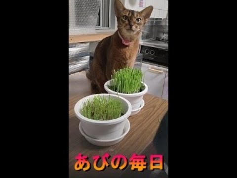 ネコ動画あび＃270　あびの毎日　アビシニアン　あび