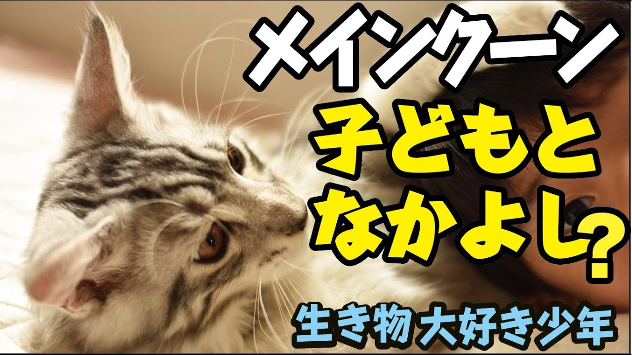 【メインクーン】猫は小さな子供と仲良しになれる？／賢い大型猫Maine Coon