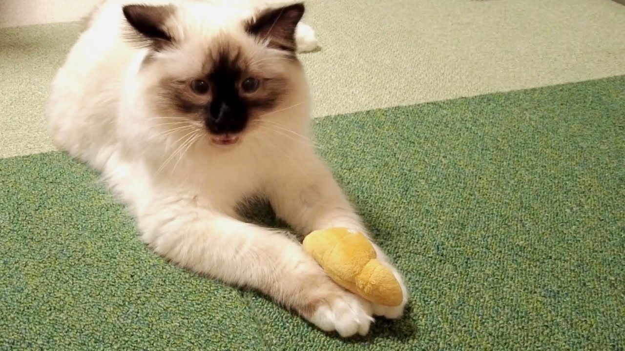 パン好き猫のハイテンションがすごい【バーマン】