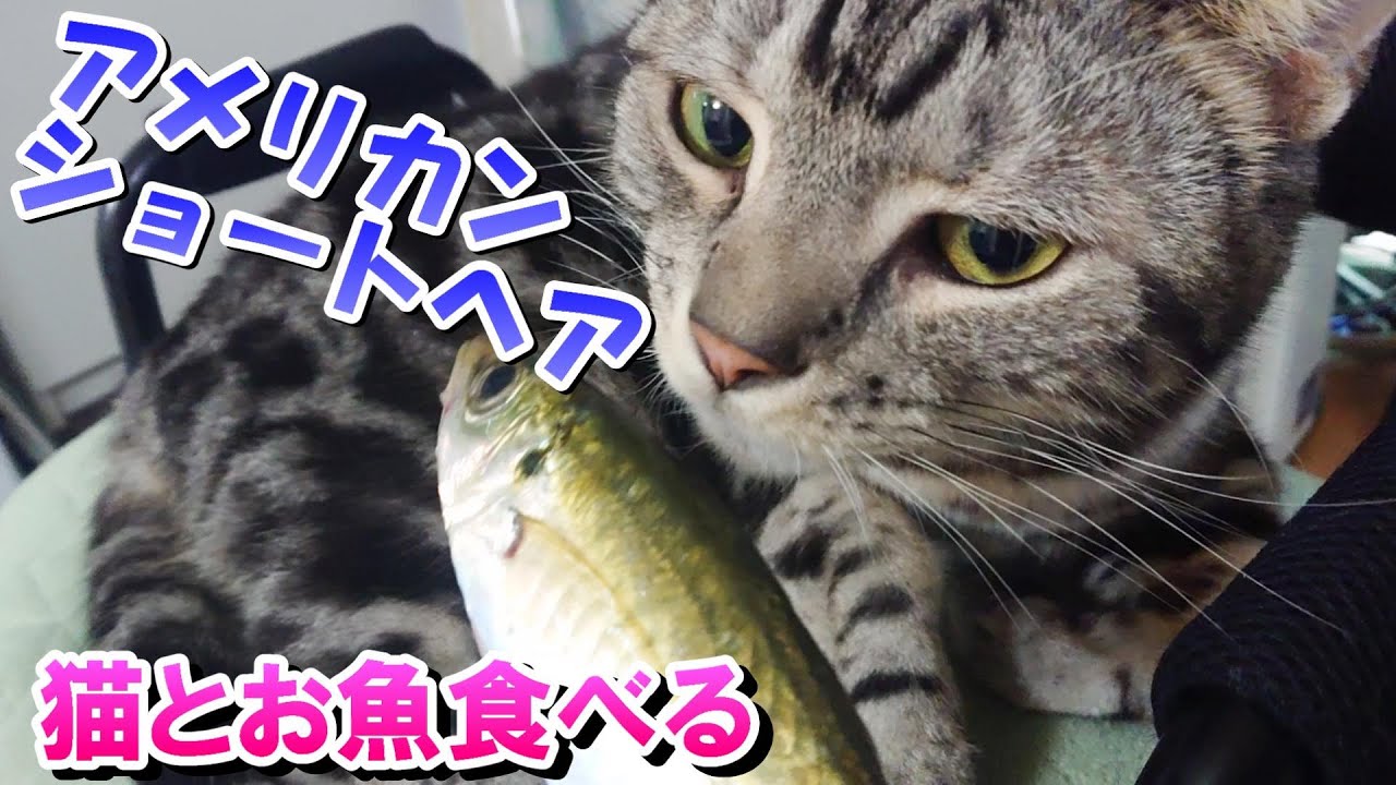 猫と一緒に食べるお魚釣ってきた！（アメリカンショートヘア）